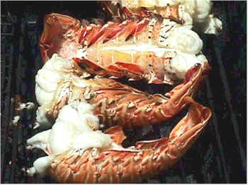 lobster03.jpg (27160 Byte)